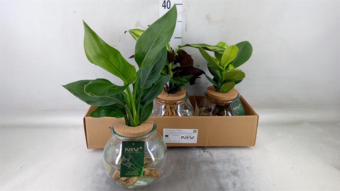 <h4>Planten  ..mix</h4>