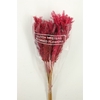 Dried Umbr. Plant Pink Bunch