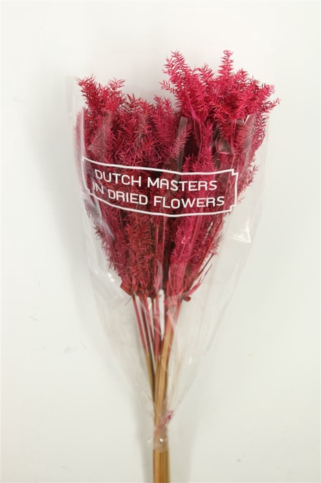 Dried Umbr. Plant Pink Bunch