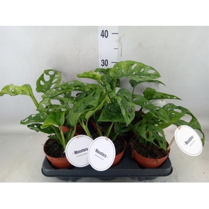Monstera obliqua 'Leichtlinii'