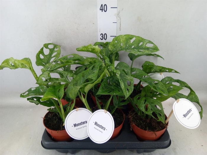 <h4>Monstera obliqua 'Leichtlinii'</h4>