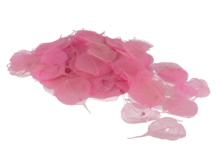 <h4>Skeleton Leaves Pink Set Of 200</h4>