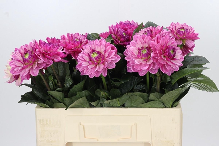 <h4>Dahlia Annamarie</h4>