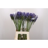 Agapanthus Blue Heaven