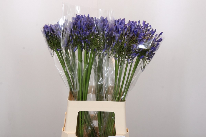 <h4>Agapanthus Blue Heaven</h4>
