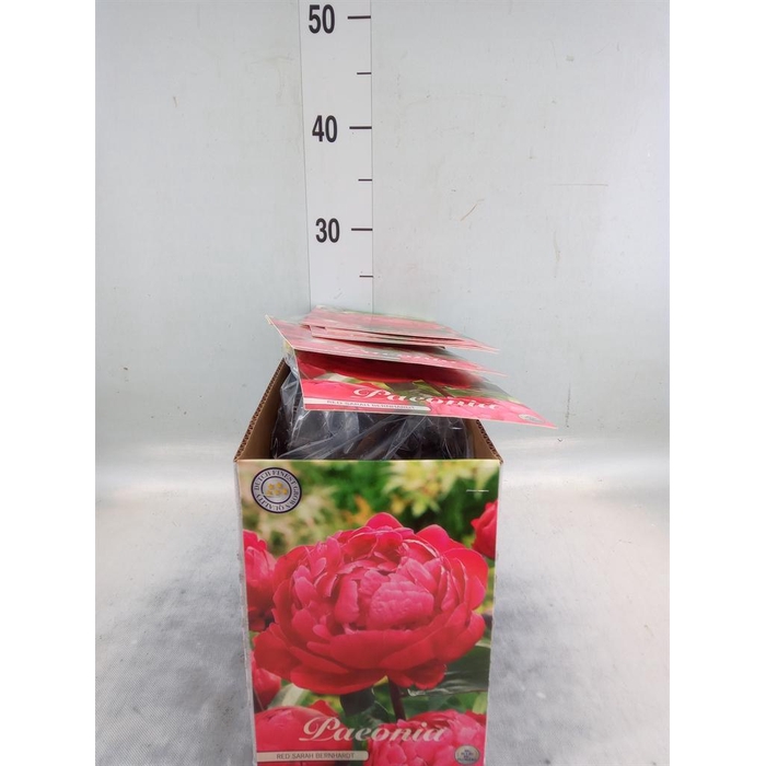 <h4>Flowerbulbs, corns or tubers   ...</h4>