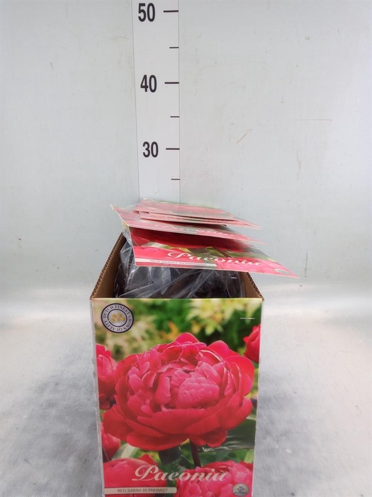 <h4>Flowerbulbs, corns or tubers   ...</h4>