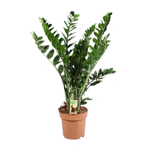 Zamioculcas zamiifolia