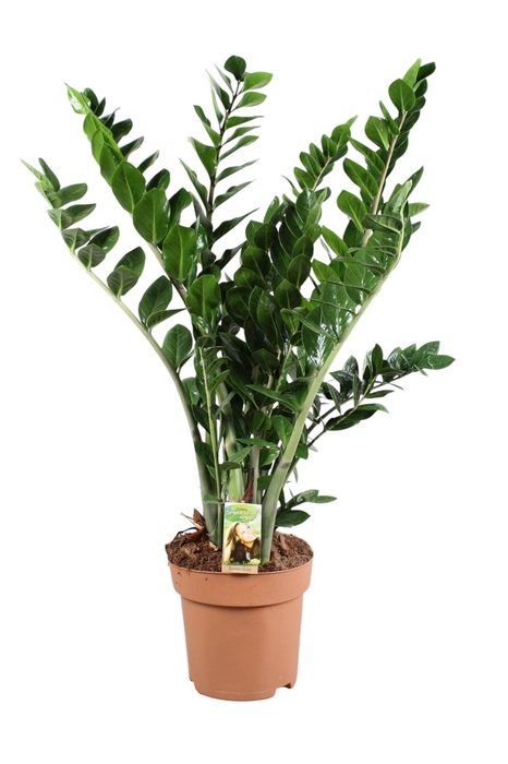 <h4>Zamioculcas zamiifolia</h4>