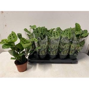 Maranta Leuconeura Kerchoveana 12Ø 30cm