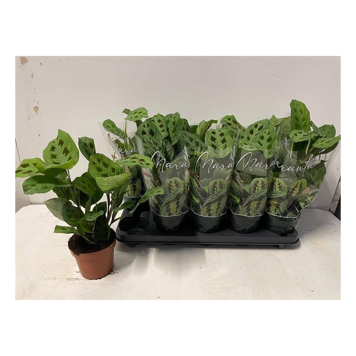 <h4>Maranta Leuconeura Kerchoveana 12Ø 30cm</h4>