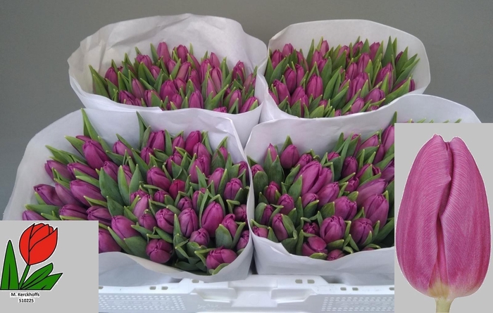 <h4>TU EN PURPLE FLAG</h4>