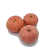 Sier Cuc P Miss Sophie Pink X18