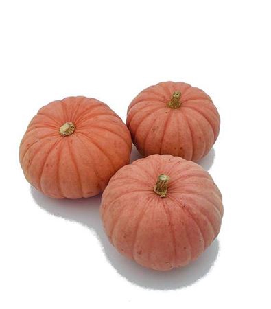 Sier Cuc P Miss Sophie Pink X18