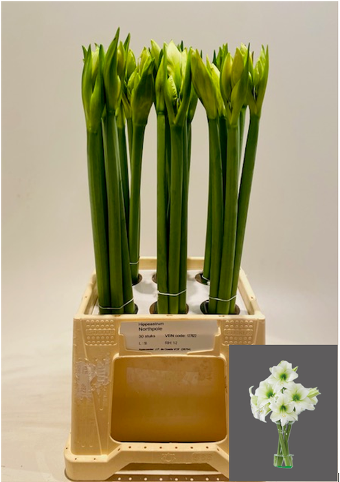 <h4>HIPP GA NORTHPOLE</h4>