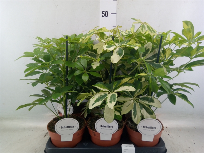 <h4>Schefflera arbor.   ...</h4>