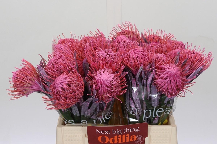 <h4>Nutans Painted Pink</h4>