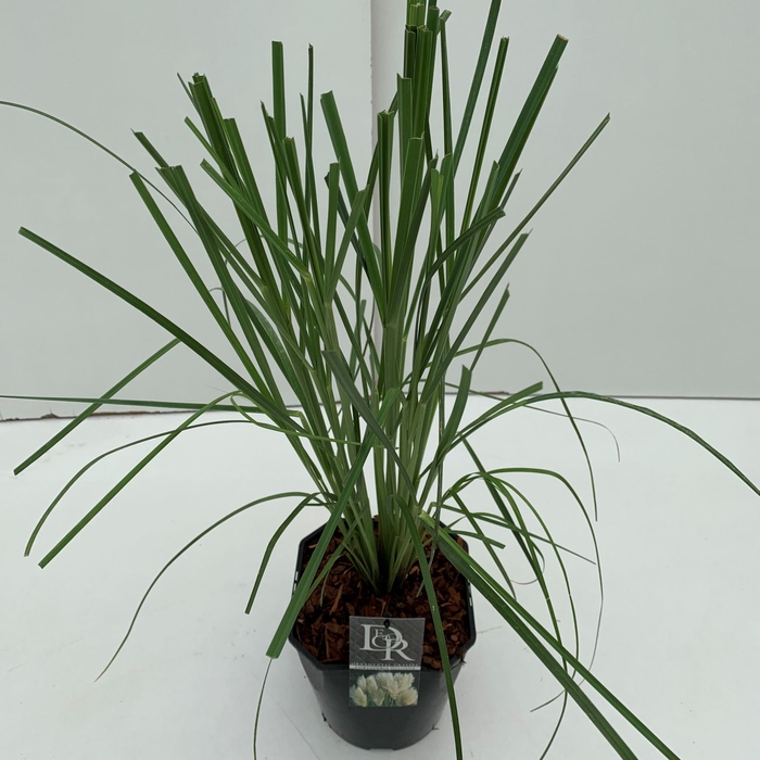Cortaderia selloana