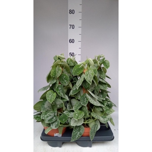 Scindapsus pictus 'Silvery Ann'