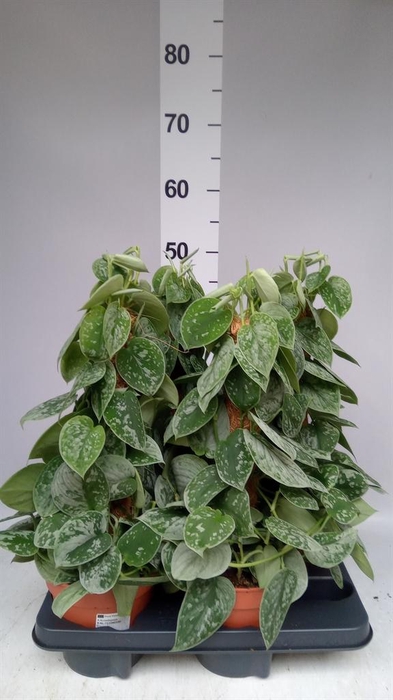 <h4>Scindapsus pictus 'Silvery Ann'</h4>
