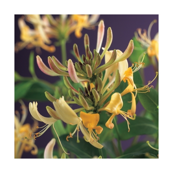 <h4>Lonicera periclymenum +3.0 label</h4>