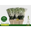 Matth Centum White