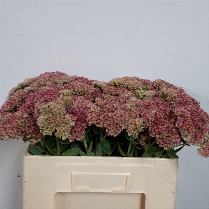 <h4>Sedum Spectabile St</h4>
