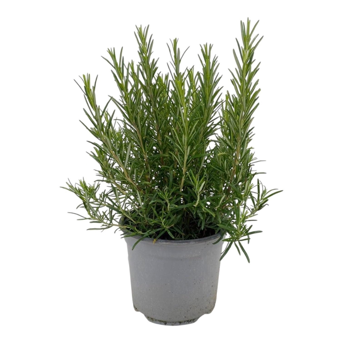 <h4>ROSMARIN OF OV</h4>