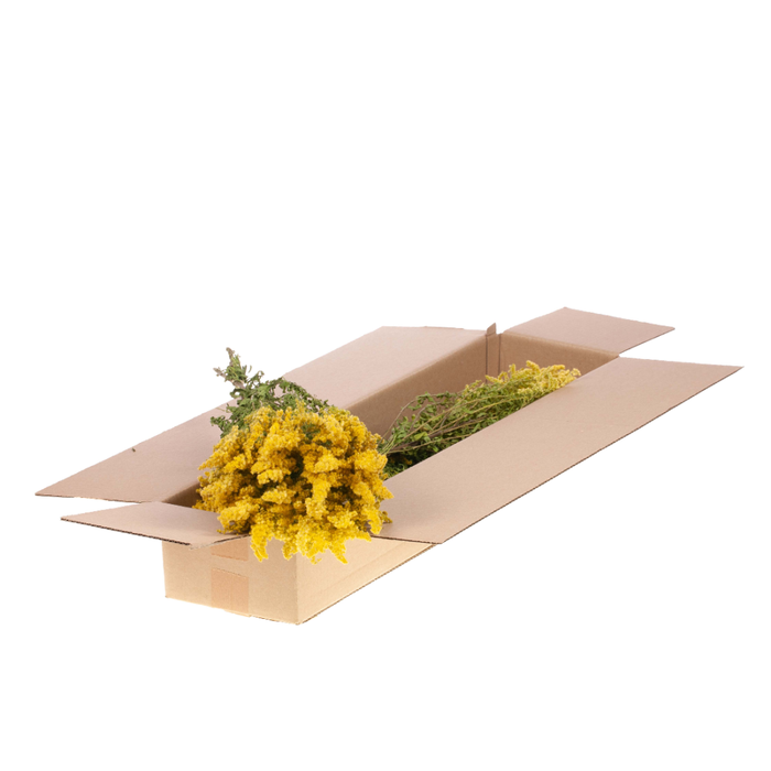 Solidago Flower Sb Natural Yellow