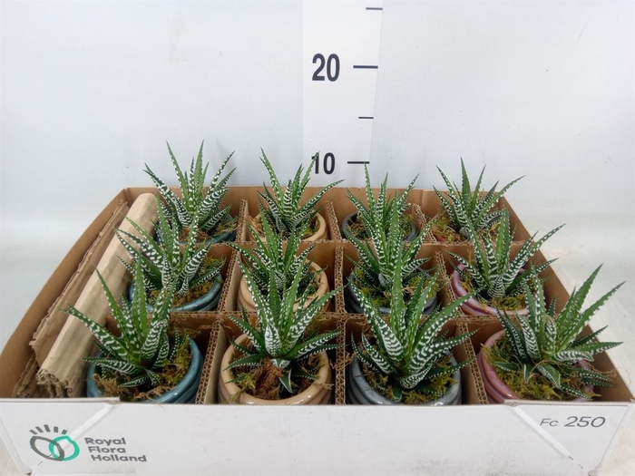 <h4>Arr.   Kamerplant Groen L%</h4>