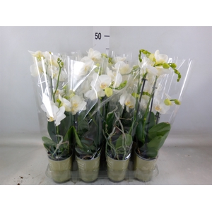 Phalaenopsis   ...white
