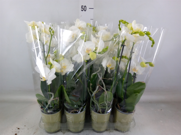 <h4>Phalaenopsis   ...white</h4>