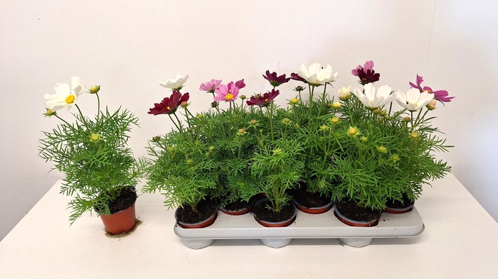 <h4>COSM BIPINNATUS</h4>