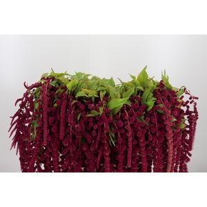 Amaranthus Caudatus Rosary