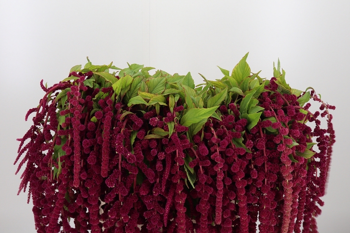 <h4>Amaranthus Caudatus Rosary</h4>