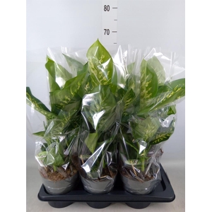 Dieffenbachia seg. 'Reeva'