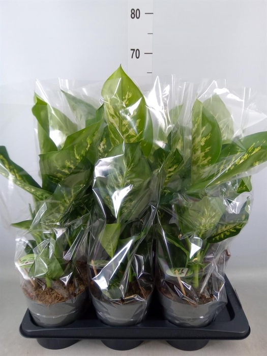 <h4>Dieffenbachia seg. 'Reeva'</h4>