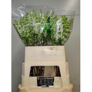 SYR V MME FL STEPMAN