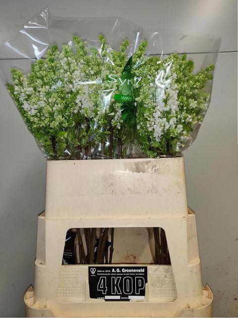 <h4>SYR V MME FL STEPMAN</h4>