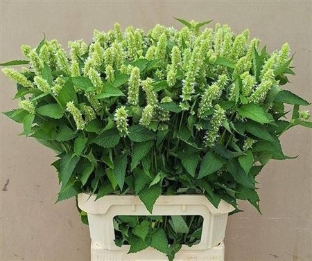 <h4>Agastache White</h4>