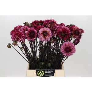 Dahlia Seniors Hope