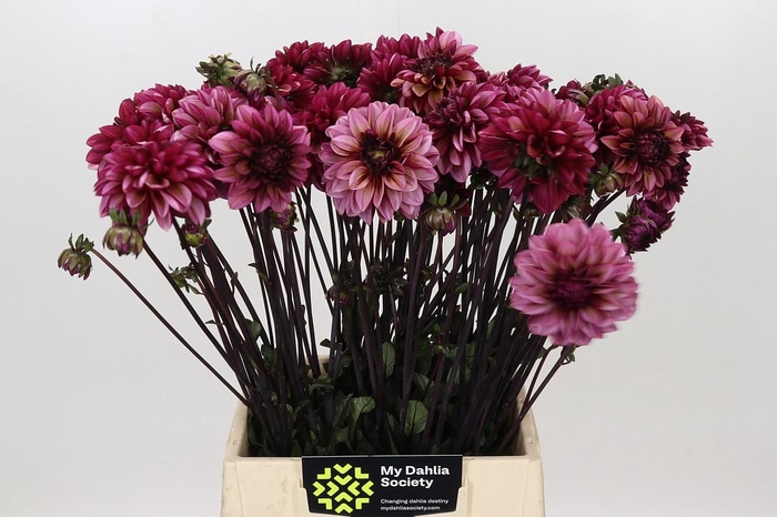 <h4>Dahlia Seniors Hope</h4>