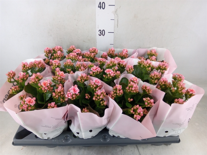 <h4>Kalanchoe   ...</h4>