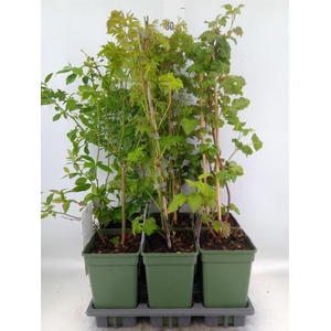 Fruit trees and shrubs   ...
