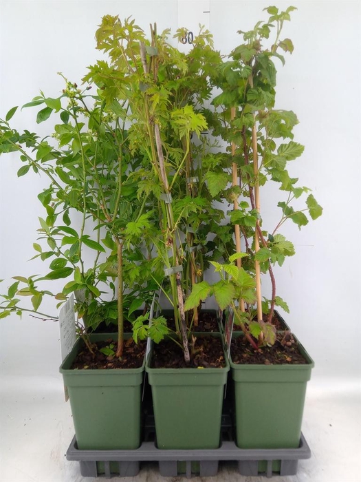 <h4>Fruit trees and shrubs ...</h4>