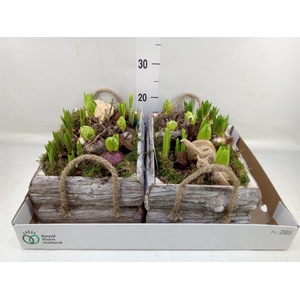 Arr.   Bol/Knolgewas L%