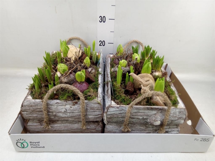 <h4>Arr.   Bol/Knolgewas L%</h4>