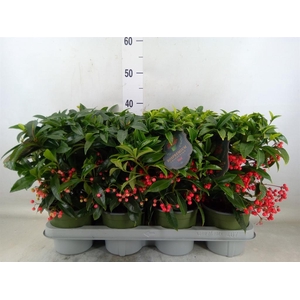 Ardisia crenata 'Bos Premium'