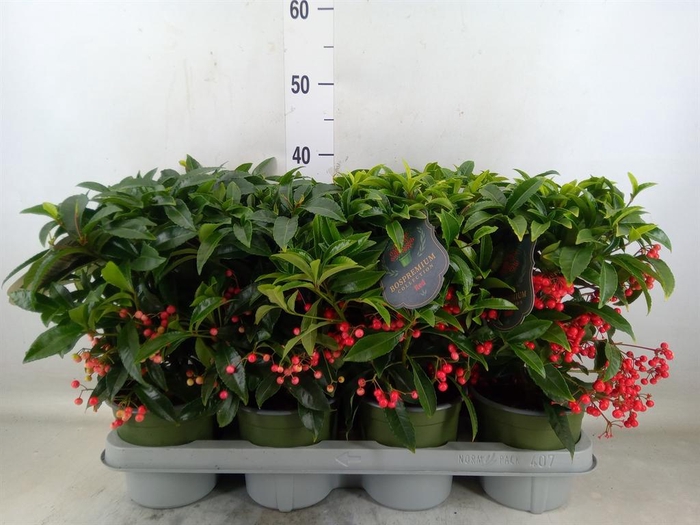 <h4>Ardisia crenata 'Bos Premium'</h4>