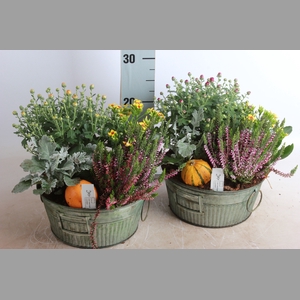 ARR TUINPLANTEN